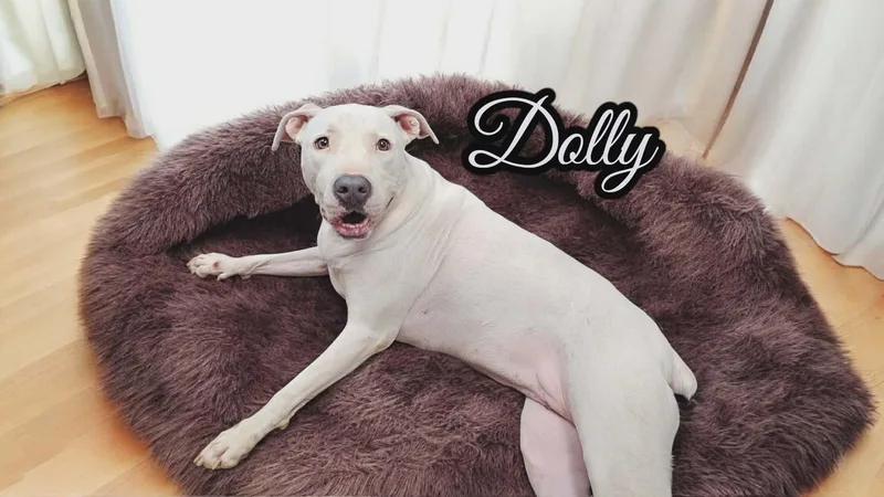 Dolly thumbnail 5