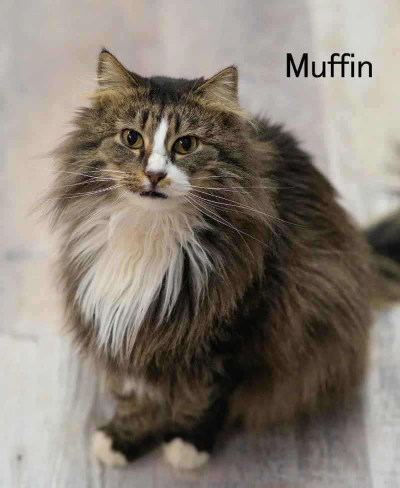 An adult small-sized female Tabby cat named Muffin for adoption in Saint George, UT