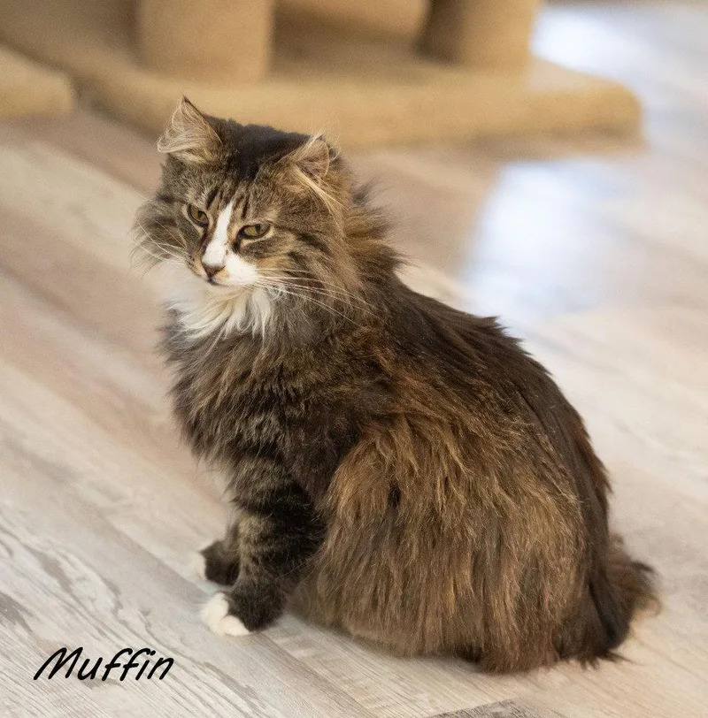 Muffin thumbnail 2
