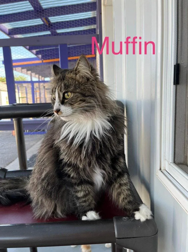 Muffin thumbnail 3