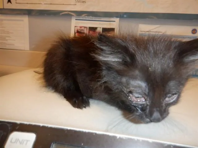 A baby small-sized male Domestic Medium Hair cat named Calypso for adoption in San Jose, CA