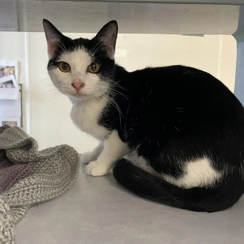 A young medium-sized male Black Domestic Short Hair cat named Sandwich for adoption in Buchanan Dam, TX