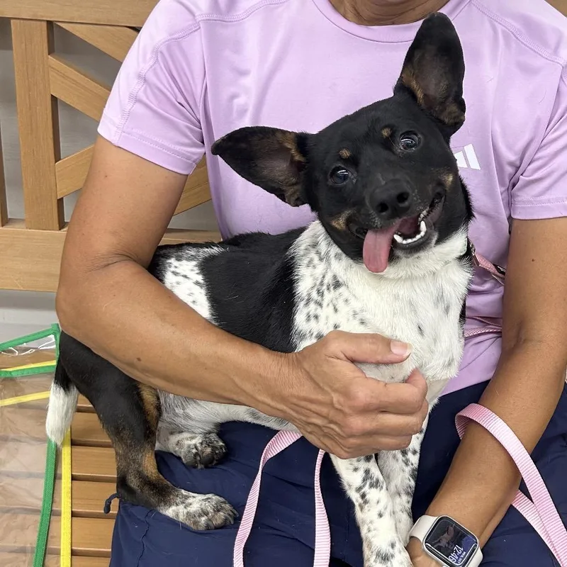 An adult small-sized male Jack Russell Terrier dog named Stud Muffin for adoption in Point Richmond, CA