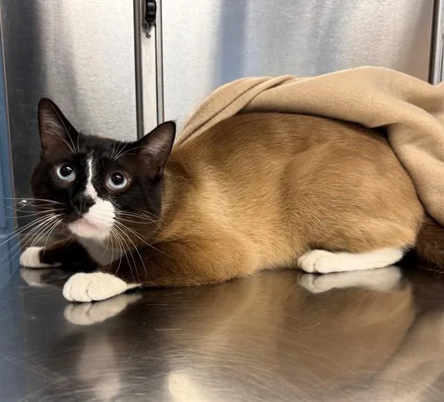 A young medium-sized male Siamese cat named Egg Roll for adoption in Minneapolis, MN