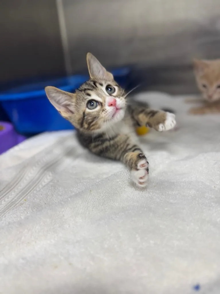 A baby medium-sized male Domestic Short Hair cat named Robert for adoption in Danielsville, GA