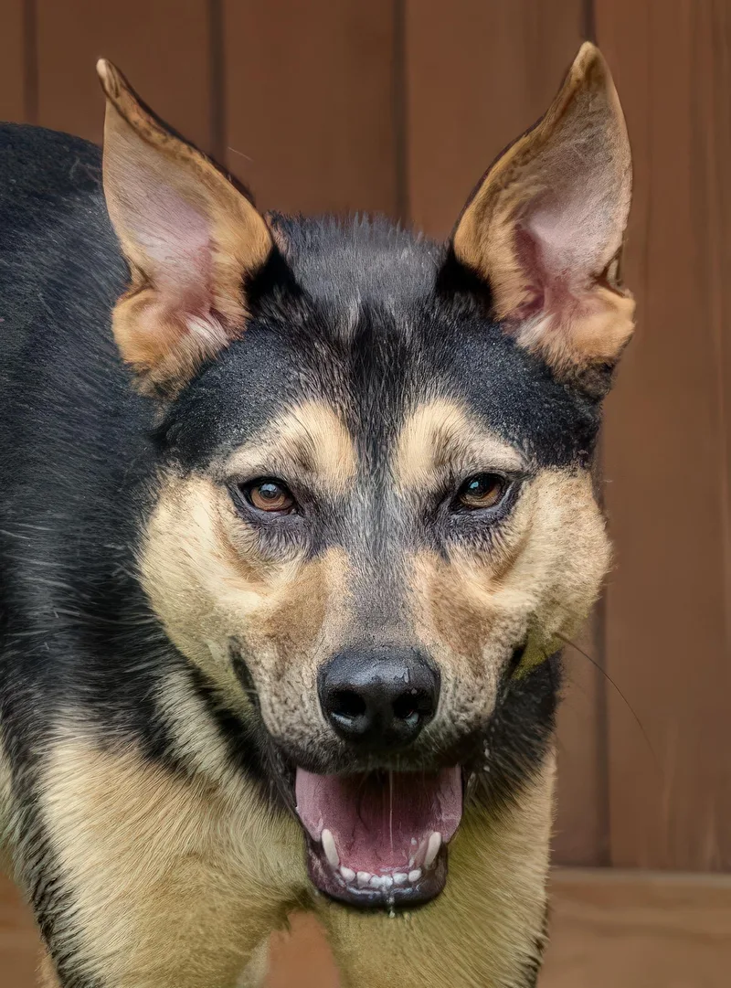 A young large-sized male Black German Shepherd Dog dog named Blake for adoption in Tomball, TX
