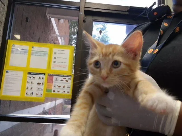 A baby small-sized male Domestic Short Hair cat named Joe for adoption in Tulsa, OK