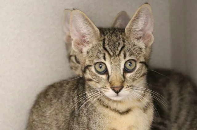 A baby small-sized male Domestic Short Hair cat named Alucard for adoption in Tucson, AZ