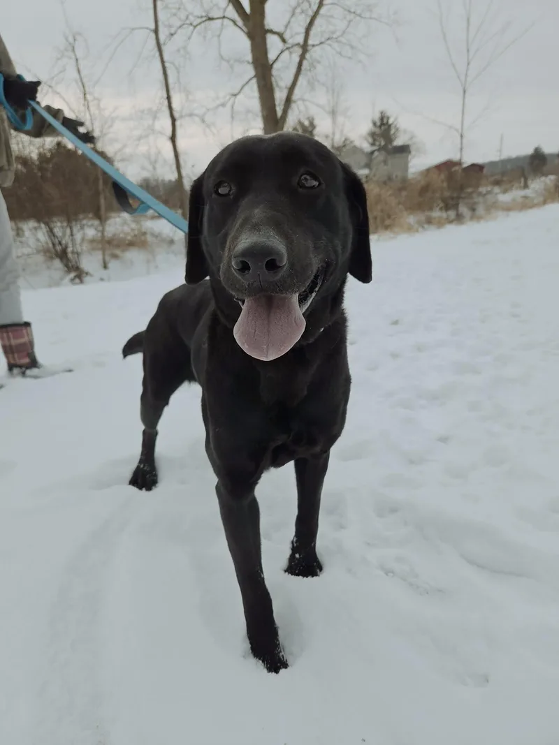 Bixleynot Accepting Applications Yet! thumbnail 2