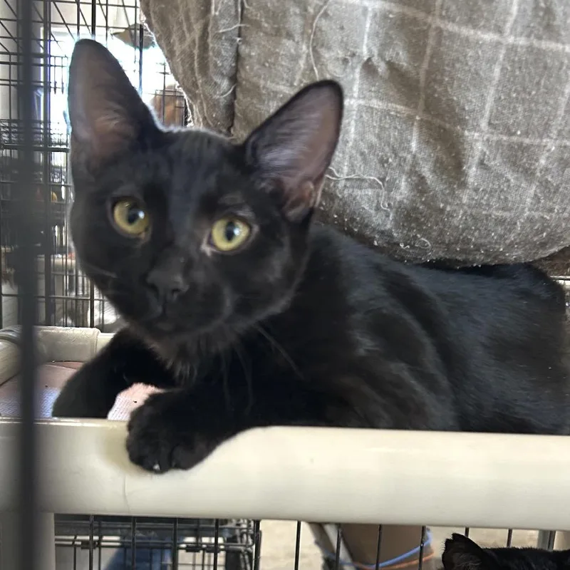 A baby medium-sized female Black Domestic Short Hair cat named Dobby for adoption in Blackfoot, ID