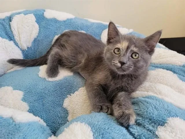 A baby small-sized female Domestic Short Hair cat named Cider for adoption in Santa Clara, CA