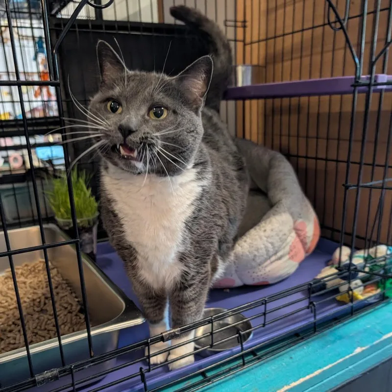 A senior small-sized male Gray / Blue / Silver Domestic Short Hair cat named Thurston for adoption in Saugerties, NY