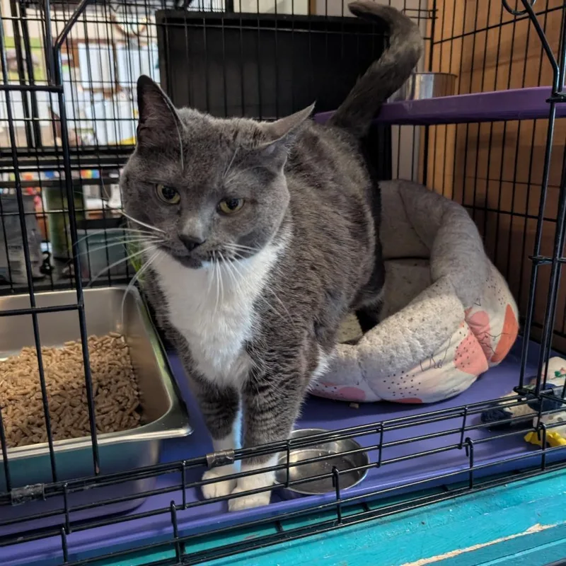 Thurston thumbnail 2