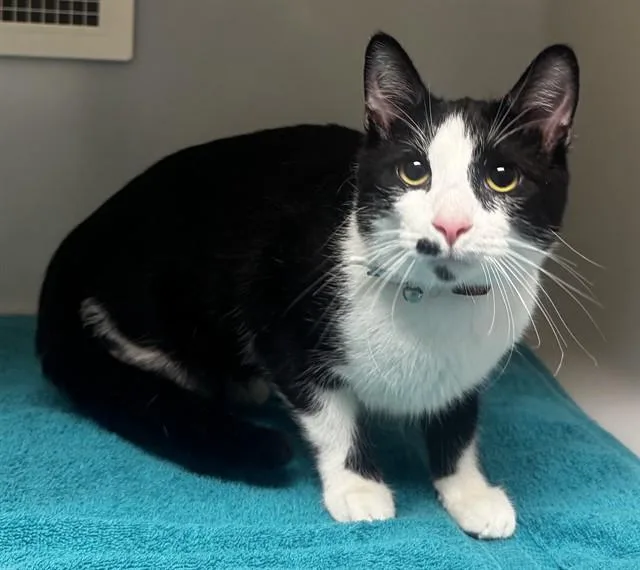 A young medium-sized male Domestic Short Hair cat named Denver for adoption in Statesville, NC