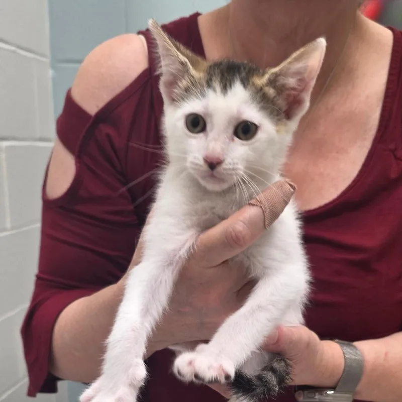 A baby small-sized female White Domestic Short Hair cat named Deimos for adoption in Jacksonville, FL