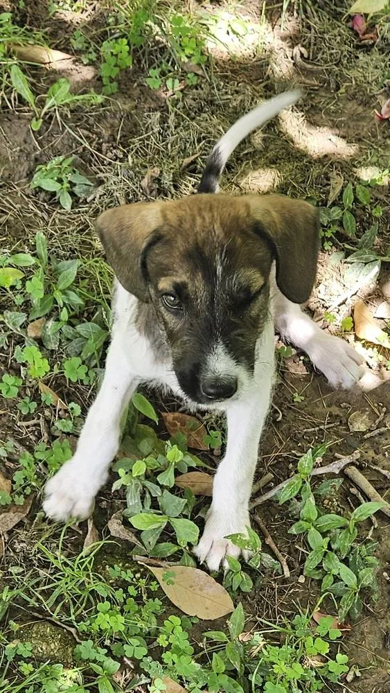 A baby medium-sized male Tricolor (Brown, Black, & White) Mixed Breed dog named Spanky for adoption in Peoria, IL