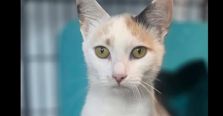 An adult small-sized female Orange & White Domestic Short Hair cat named Laila for adoption in Mishawaka, IN