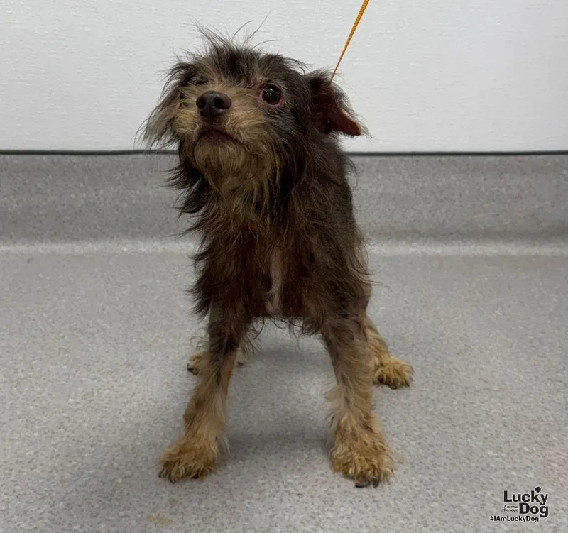 A young small-sized male Poodle dog named Hershey for adoption in Washington, DC