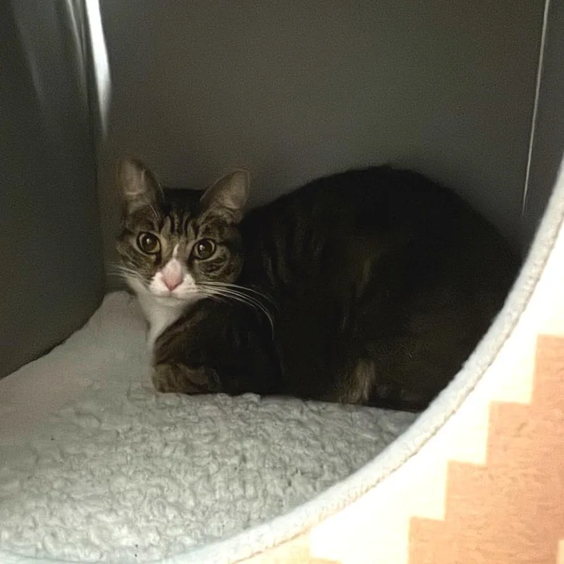 An adult medium-sized female Brown / Chocolate Domestic Short Hair cat named Dixie for adoption in Boston, MA