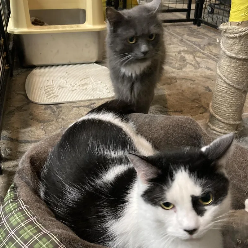 An adult large-sized male Domestic Short Hair cat named Spot for adoption in Grand Rapids, MN
