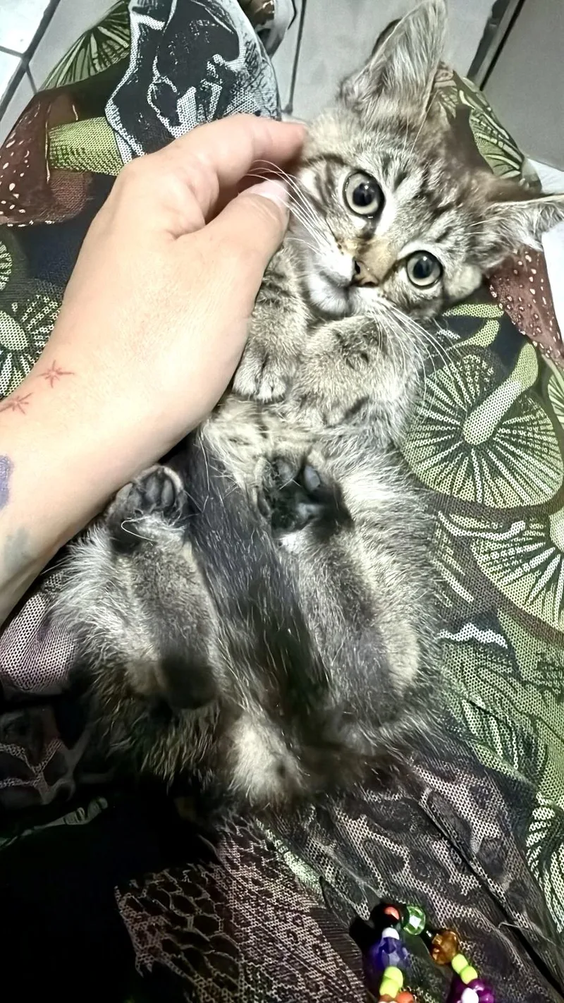 A baby medium-sized female Tabby (Gray / Blue / Silver) Tabby cat named Morita for adoption in Mission Viejo, CA