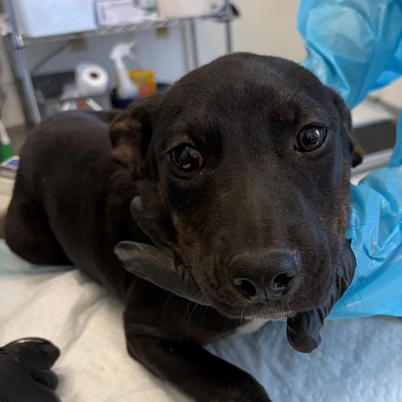A baby small-sized female Black Pit Bull Terrier dog named Mitzy for adoption in Nashville, TN