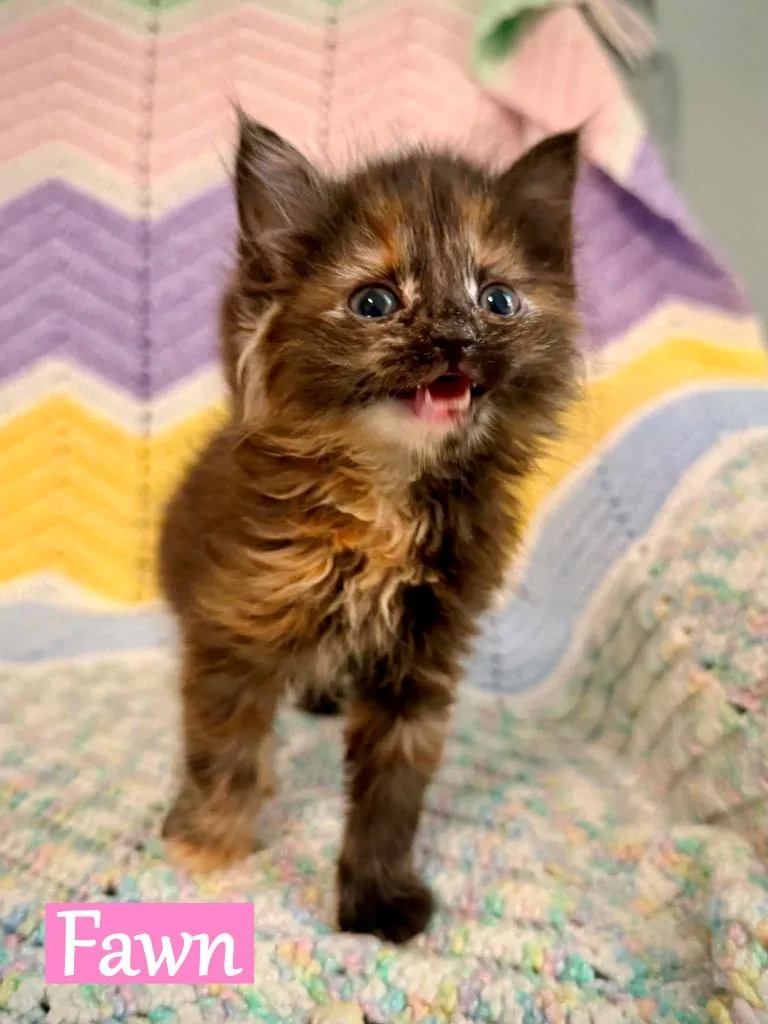 A baby medium-sized female Domestic Long Hair cat named Fawn for adoption in Hoover , AL