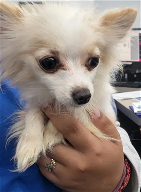 An adult small-sized female Mixed Breed dog named Minnie Chanel for adoption in Dallas, TX