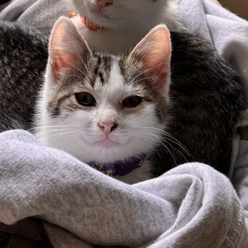 A young medium-sized female Tabby (Brown / Chocolate) Domestic Short Hair cat named Tapeworm for adoption in Clinton, IL