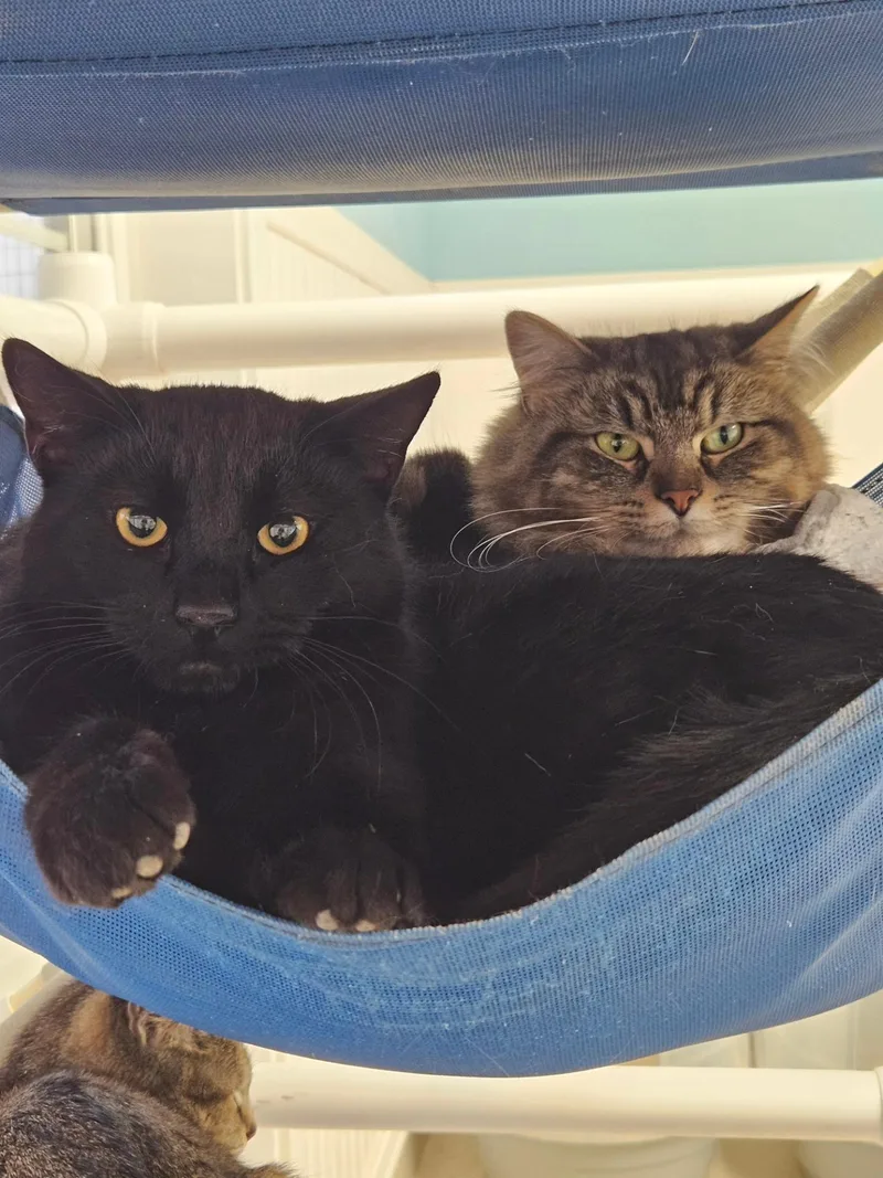 A young medium-sized male Black Domestic Short Hair cat named Enzo for adoption in Westbrook, CT
