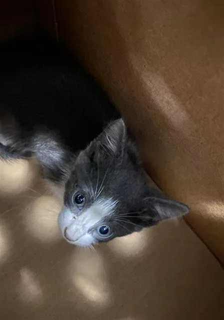 A baby medium-sized male Domestic Short Hair cat named Stormy for adoption in Dallas, TX