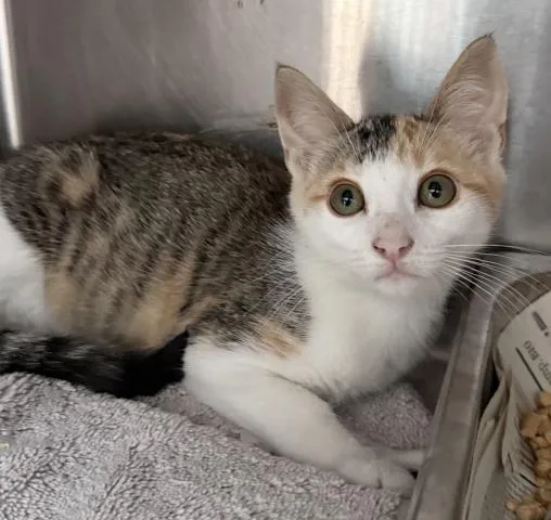 A baby medium-sized female Domestic Short Hair cat named Dew Drop for adoption in Los Angeles, CA