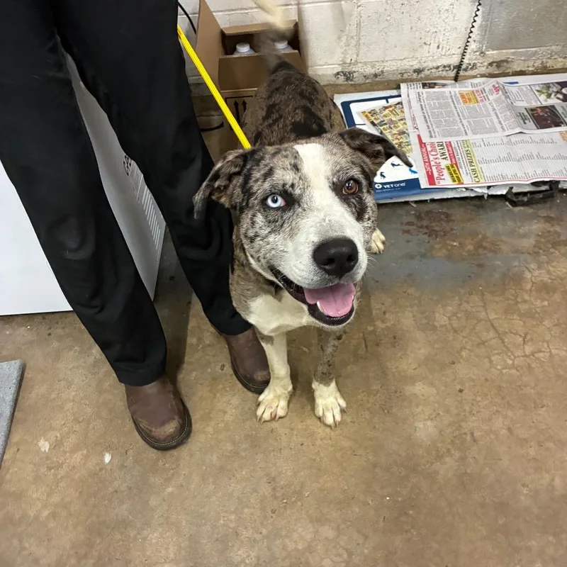 An adult medium-sized male Mixed Breed dog named Dougie for adoption in Corbin, KY