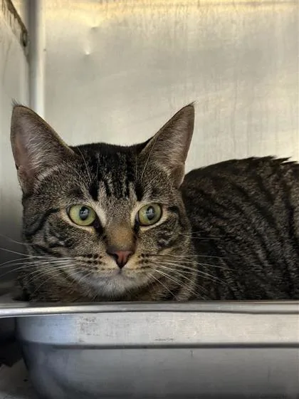 An adult small-sized male Domestic Short Hair cat named Whimsy for adoption in Largo, FL