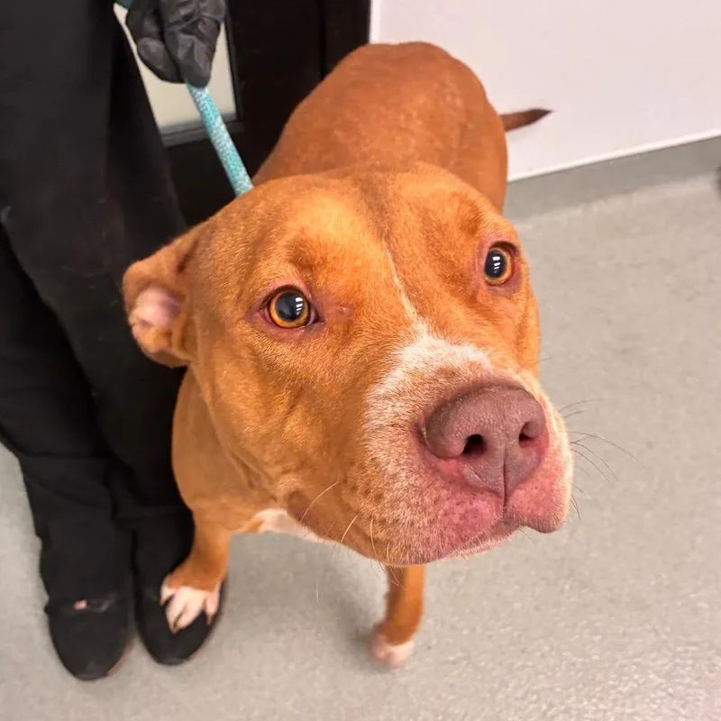 An adult medium-sized female Brown / Chocolate Pit Bull Terrier dog named Josie for adoption in Abilene, TX