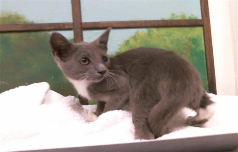 A baby small-sized female Domestic Short Hair cat named Aughra for adoption in Houston, TX