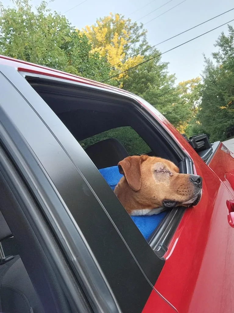 An adult large-sized male Boxer dog named Jasper for adoption in Bloomington, IN