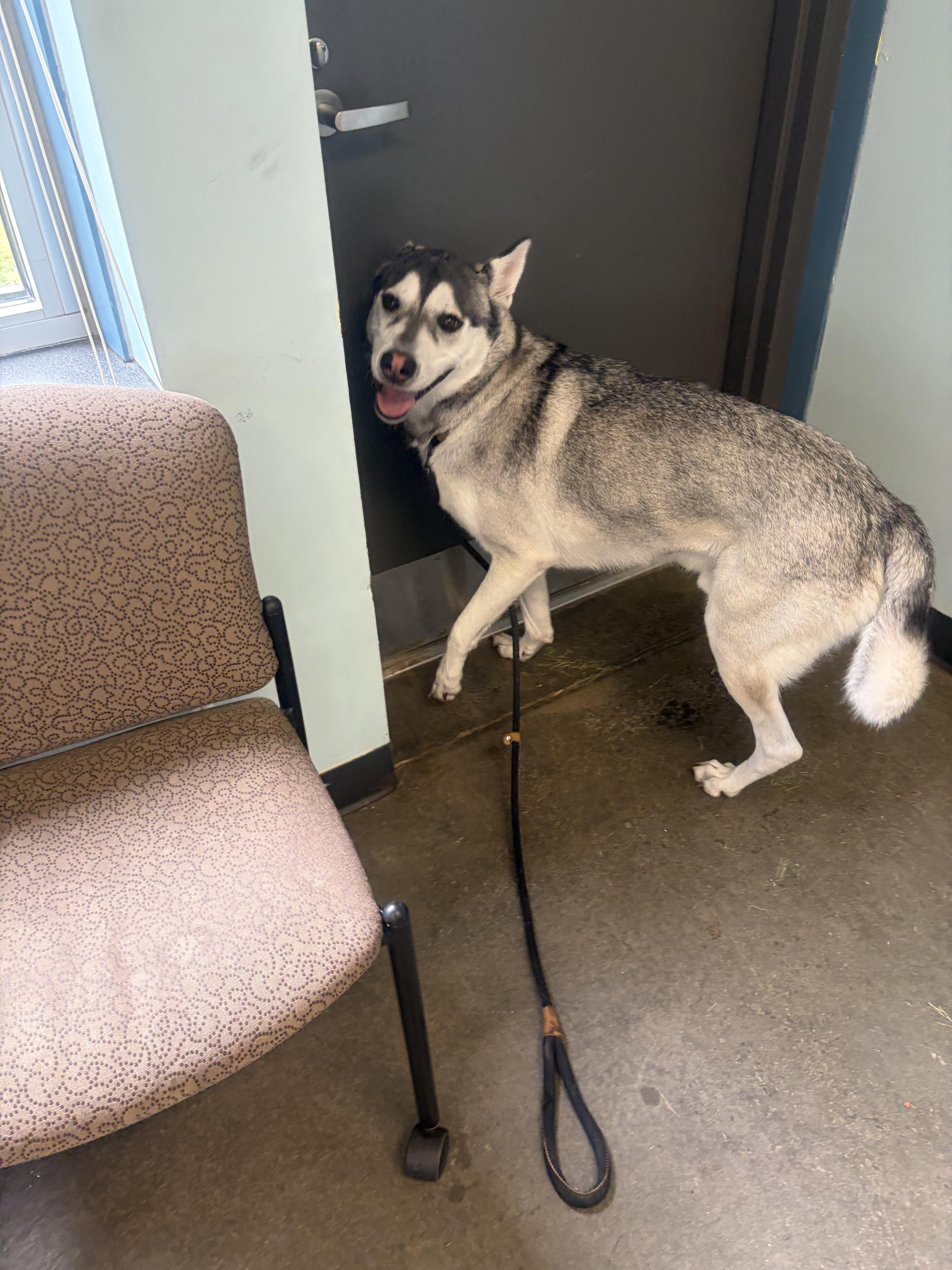 A young large-sized male Gray / Blue / Silver Siberian Husky dog named Ash for adoption in Mishawaka, IN