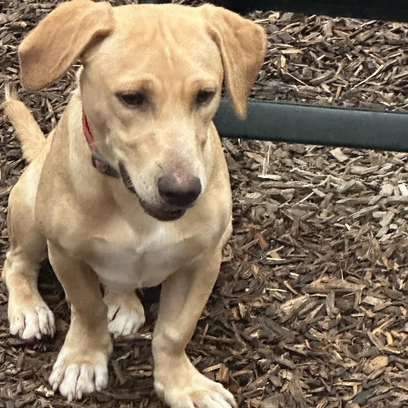 A young medium-sized male Yellow / Tan / Blond / Fawn Labrador Retriever dog named Bradley for adoption in Abington, PA