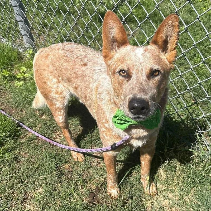 An adult medium-sized male Australian Cattle Dog / Blue Heeler dog named Aero From Good Boy for adoption in Houston, TX