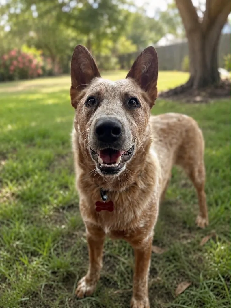 Aero From Good Boy thumbnail 4