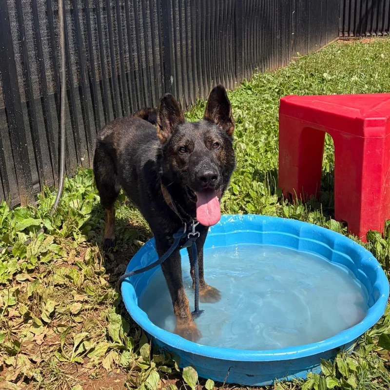 An adult large-sized male Black German Shepherd Dog dog named Pongo for adoption in Lynchburg, VA