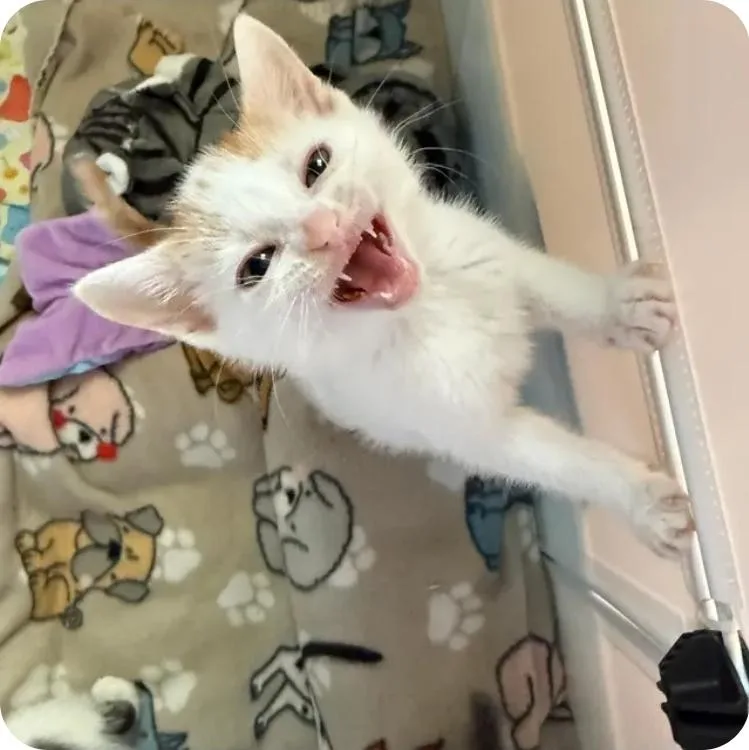 A baby medium-sized male Orange & White Domestic Short Hair cat named Budgie for adoption in Reeseville, WI