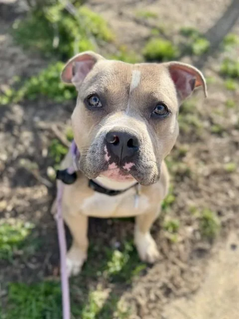 An adult medium-sized male Pit Bull Terrier dog named Chip for adoption in Upper Marlboro, MD