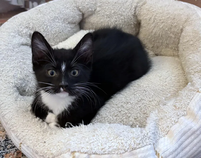 A baby medium-sized male Black & White / Tuxedo Domestic Short Hair cat named Beetle for adoption in Morgantown, WV