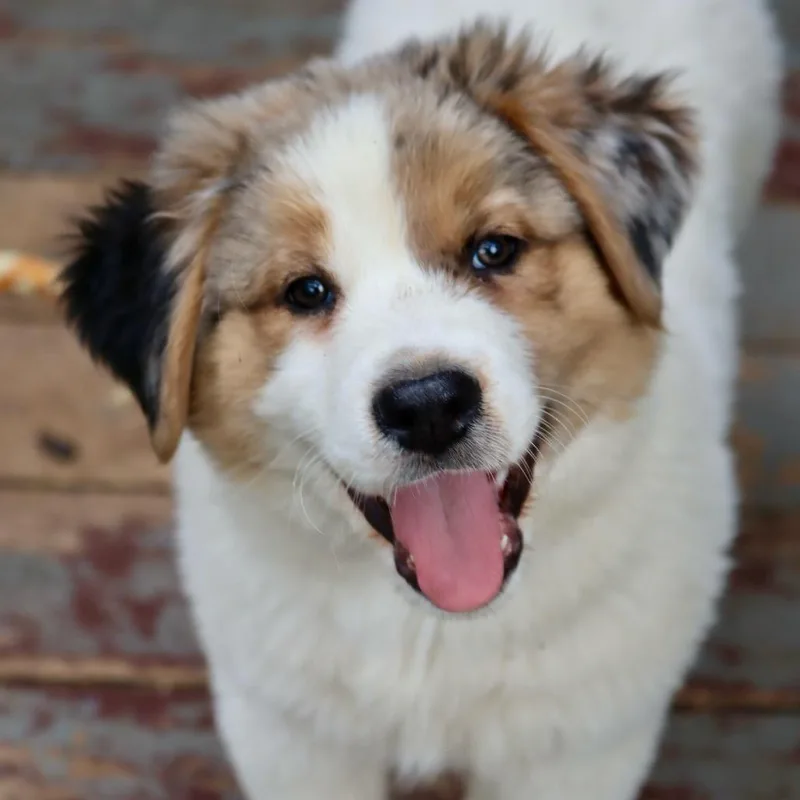 A baby small-sized male White / Cream Cattle Dog dog named Jake for adoption in Waco, TX