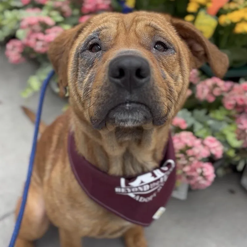 A young medium-sized female Tricolor (Brown, Black, & White) Mixed Breed dog named Harley for adoption in Orlando, FL