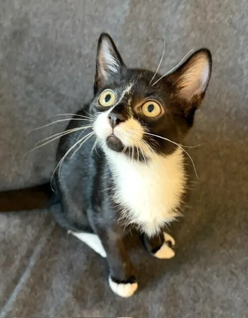 A baby medium-sized female Black & White / Tuxedo Domestic Short Hair cat named Mabel Mora for adoption in Elmsford, NY