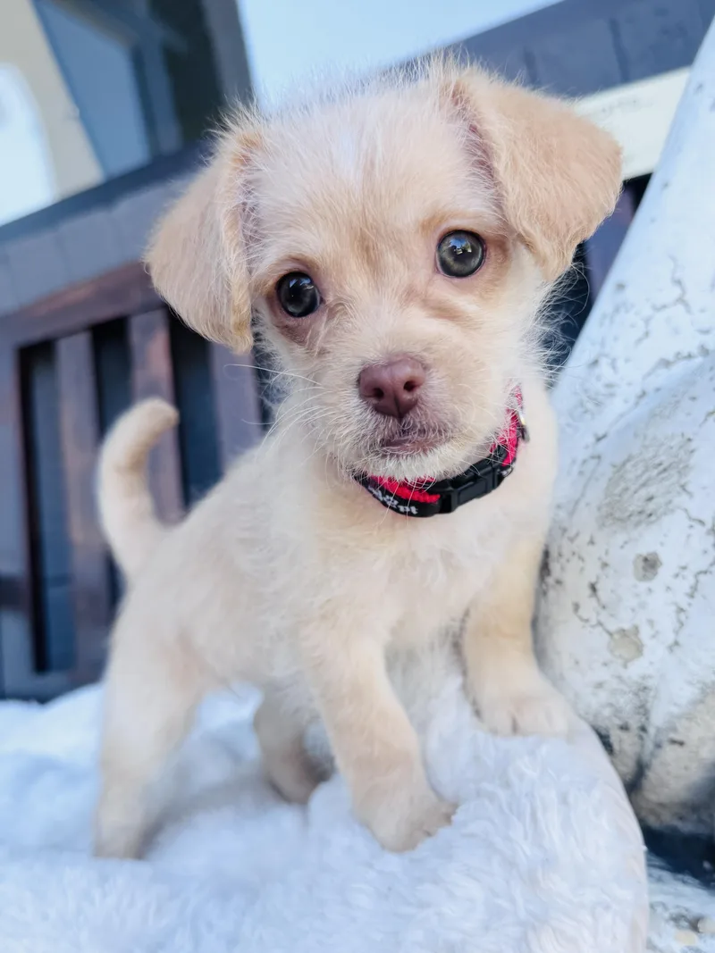 A baby small-sized female Shih Tzu dog named Thumper for adoption in Palatine, IL