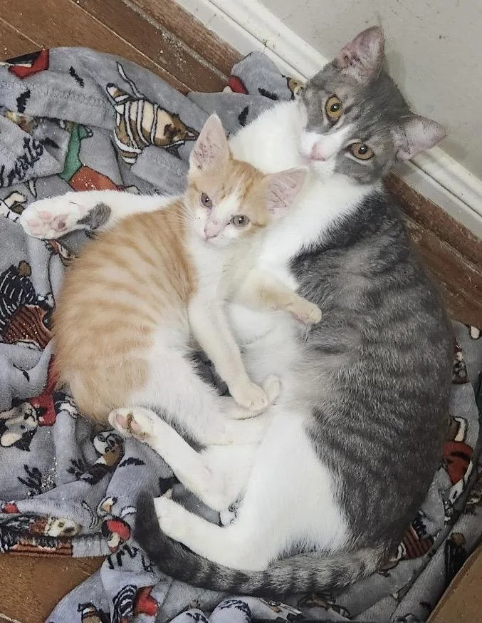 A baby medium-sized male Domestic Short Hair cat named Andy for adoption in MONTGOMERY, TX